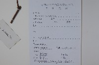 匍匐忍冬藏品圖，第2張