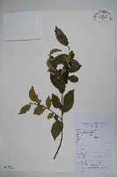 米碎木藏品圖，第1張