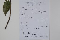 米碎木藏品圖，第2張