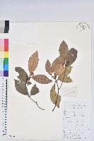 溪畔杜鵑花藏品圖，第1張