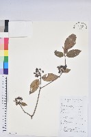溪畔杜鵑花藏品圖，第1張