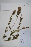 臺灣糯米條藏品圖，第1張