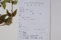 臺灣糯米條藏品圖，第2張