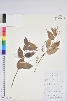 滇白珠藏品圖，第1張