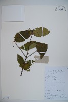 蝴蝶莢迷藏品圖，第1張