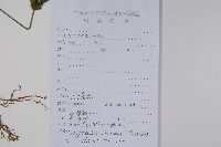 杜根藤藏品圖，第2張