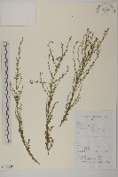 大耔蒿藏品圖，第1張