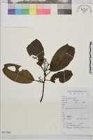 尼泊爾鼠李藏品圖，第1張