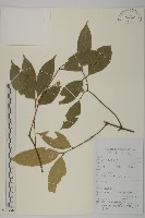 大丁黃藏品圖，第1張