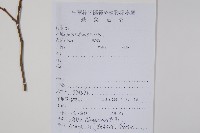 小花八角楓藏品圖，第2張