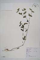 爵床、六角英藏品圖，第1張