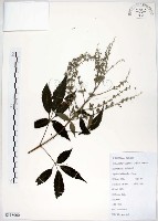 黃荊藏品圖，第1張