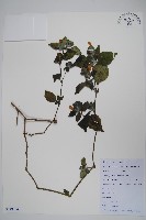 九頭獅子草藏品圖，第1張