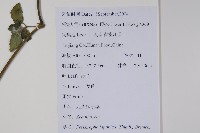 九頭獅子草藏品圖，第2張