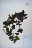 南方莢迷藏品圖，第1張