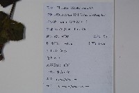 南方莢迷藏品圖，第2張