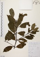 香桂藏品圖，第1張