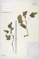 蒼耳藏品圖，第1張