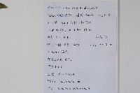 江南山梗菜藏品圖，第2張