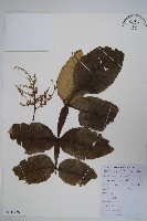 鹽膚木藏品圖，第1張