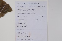 鹽膚木藏品圖，第2張