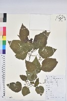 假扎包葉藏品圖，第1張