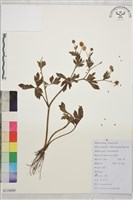 辣子草、揚子毛茛藏品圖，第1張