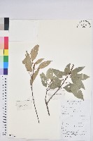 粗糠柴藏品圖，第1張