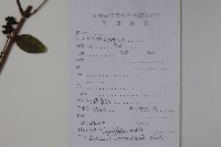 阿里山忍冬、漸尖葉忍冬藏品圖，第2張