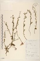 雞兒腸藏品圖，第1張