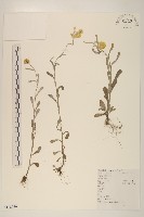 鼠麴草藏品圖，第1張