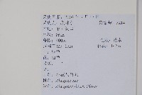 小花八角楓藏品圖，第2張