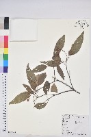 粗糠柴藏品圖，第1張