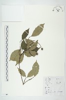 四照花、山荔枝藏品圖，第1張