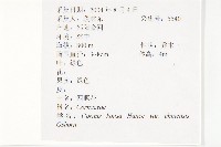 四照花、山荔枝藏品圖，第2張