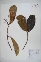 珊瑚樹藏品圖，第1張