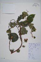 燈臺樹藏品圖，第1張