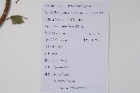 燈臺樹藏品圖，第2張