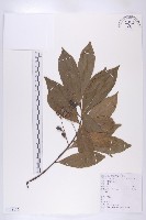 杜英藏品圖，第1張