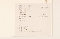 野茼蒿藏品圖，第2張