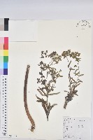 大戟藏品圖，第1張