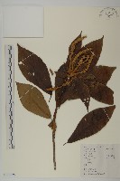 江南山柳藏品圖，第1張