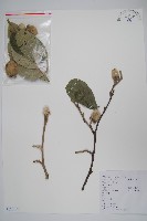 毛花楊桃藏品圖，第1張