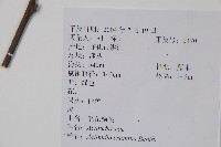 毛花楊桃藏品圖，第2張