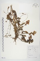 黃鵪菜藏品圖，第1張