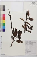 皺葉鼠李藏品圖，第1張