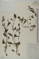 鱧腸藏品圖，第1張