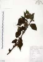 構樹藏品圖，第1張