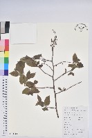 小果南燭藏品圖，第1張