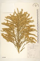 美洲一枝黃花藏品圖，第1張